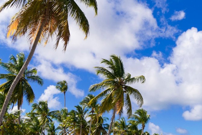St Maarten Shore Excursion: Orient and Maho Beach Half-Day Tour - Why This Half-Day Tour Fits St Maarten Cruise Reality