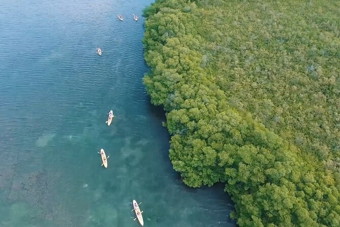 St Thomas Shore Excursion: Mangrove Lagoon Kayak and Snorkel Tour - The optional Cas Cay hike: when you want birds, cliffs, and tide pools