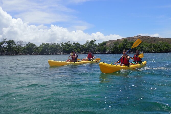 St Thomas Shore Excursion: Mangrove Lagoon Kayak and Snorkel Tour - Guides: why the wildlife explanations make the whole outing click
