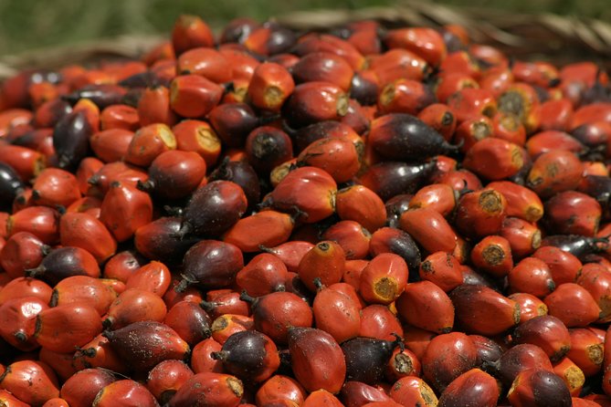 Takoradi Shore Excursion - Oil palm and rubber plantations: seeing how everyday goods get made