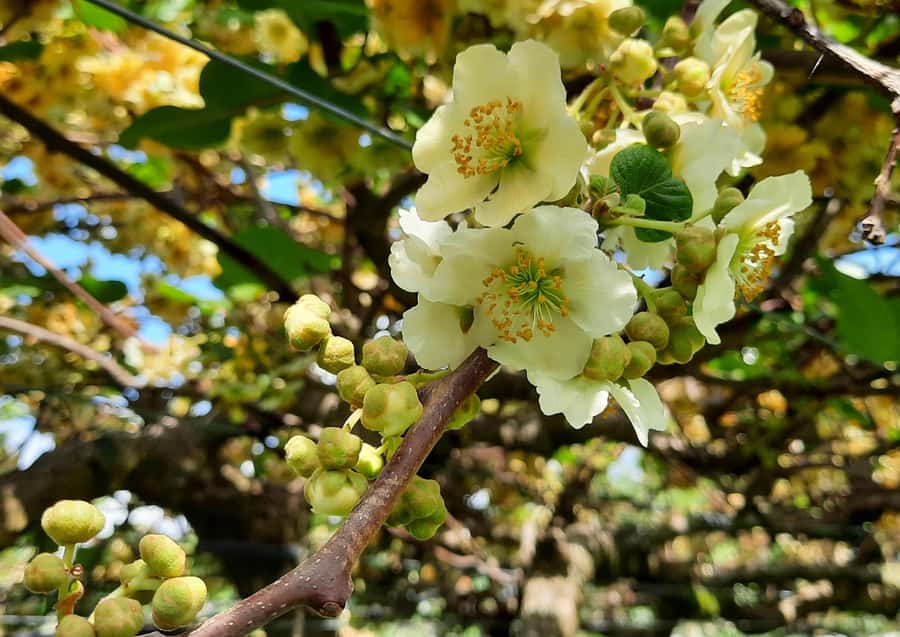 Tauranga: Kiwifruit Destination and Sights Shore Excursion - Tauranga Historic Village: self-explore time on your terms