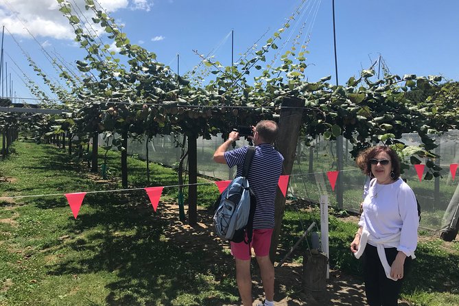 Tauranga Shore Excursion: History & Kiwifruit Tasting – 4 Hours - Key things to know before you go