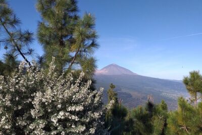 Teide essential Shore Excursion VIP TOUR - Where you meet: cruise dock, Santa Cruz, La Laguna, and the timing buffer