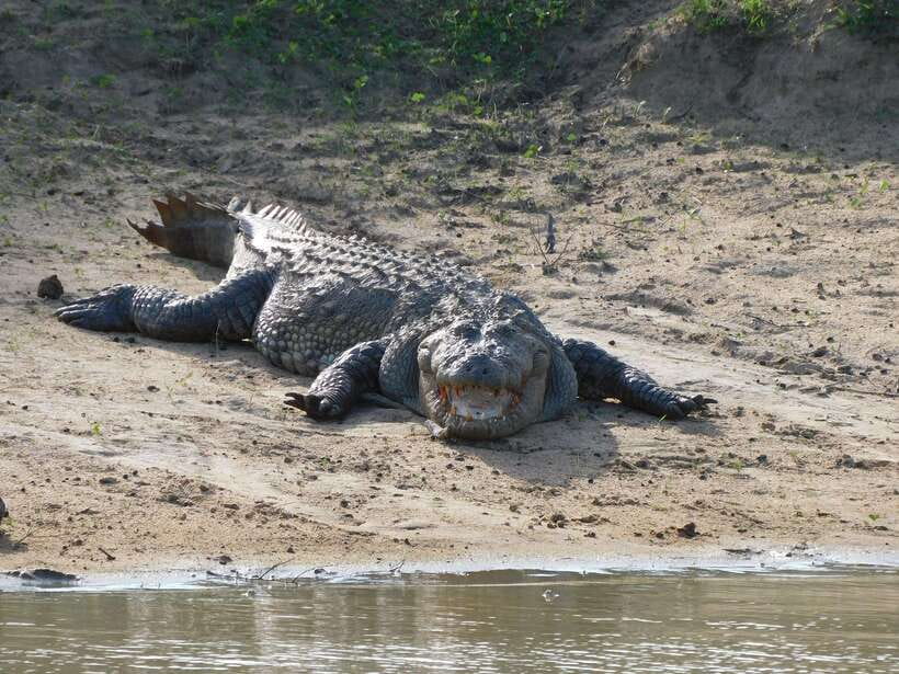 Udawalawe Safari Tour from Hambantota Port (Shore Excursion) - Who Should Book This Udawalawe Safari from Hambantota?