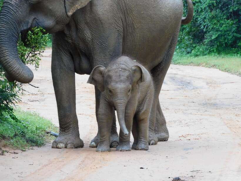 Udawalawe Safari Tour from Hambantota Port (Shore Excursion) - Who This Works Best For