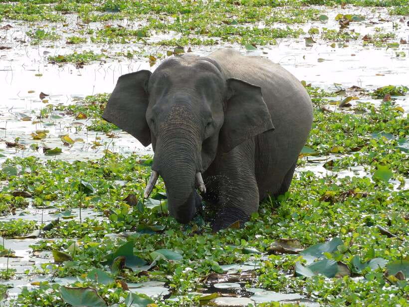 Udawalawe Safari Tour from Hambantota Port (Shore Excursion) - Hambantota Port Pickup: Starting Smoothly for a Safari Day