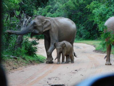 Udawalawe Safari Tour from Hambantota Port (Shore Excursion) - Key Things I’d Fix in Your Expectations (Before You Go)