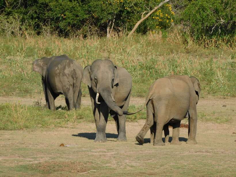 Udawalawe Safari Tour from Hambantota Port (Shore Excursion) - Elephant Transit Home Visit: What You Learn After the Safari