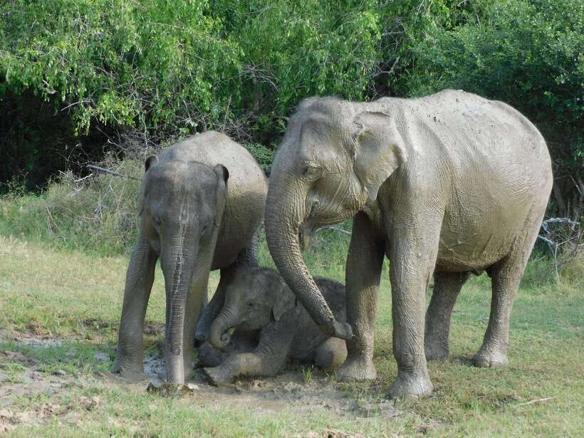 Udawalawe Safari Tour from Hambantota Port (Shore Excursion) - What’s Included (and What’s Missing at the Gate)