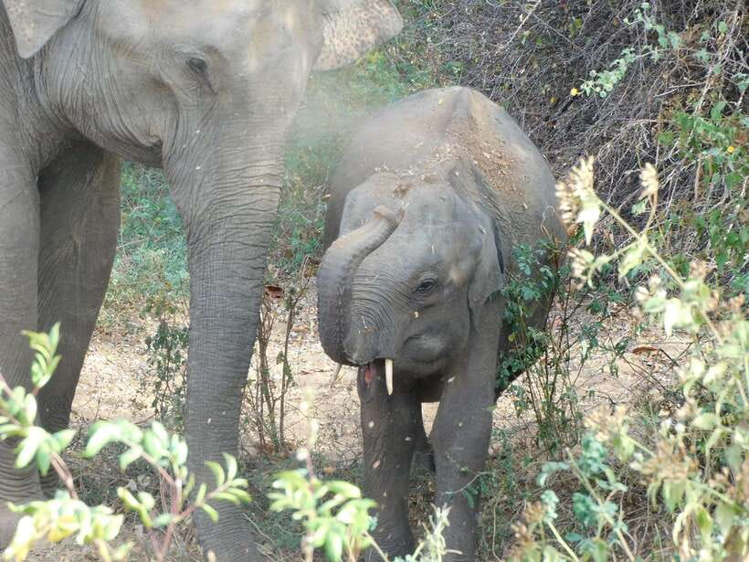 Udawalawe Safari Tour from Hambantota Port (Shore Excursion) - Guide Skills, Wildlife Spotting, and the Pace of the Day
