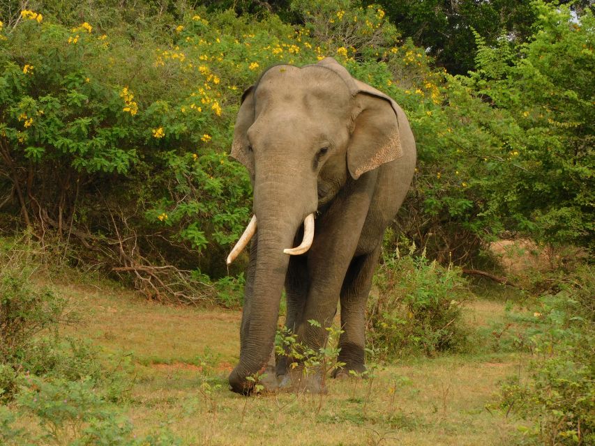 Udawalawe Safari Tour from Hambantota Port (Shore Excursion) - Price and Logistics: Is $67 Good Value for a 5-Hour Shore Day?