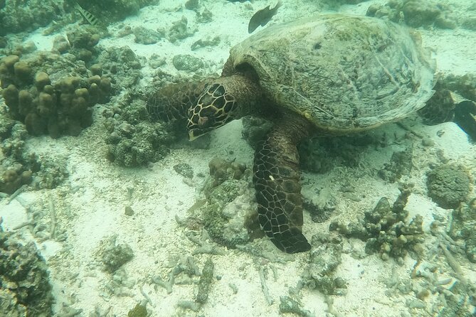 Ultimate Upolu Highlights Tour – Apia Cruise Ship Shore Excursion - The value question: what $130 covers on a cruise day