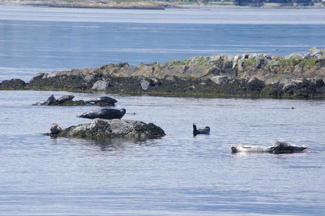 Victoria Shore Excursion: Whale-Watching Cruise with Expert Naturalist Guides - Victoria Harbour Departure: Easy to Start, Easy to Recenter