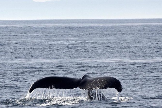 Victoria Shore Excursion: Whale-Watching Cruise with Expert Naturalist Guides - Stop Two: British Columbia Views, Then the Safe Return to Your Ship