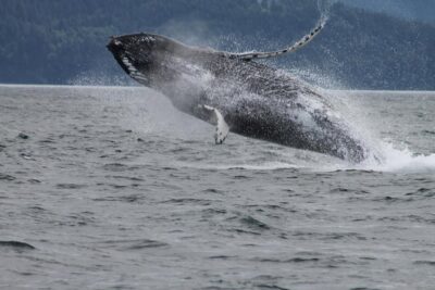 Victoria Shore Excursion: Whale-Watching Cruise with Expert Naturalist Guides - On the Water: How the Boat Setup Improves Your Odds