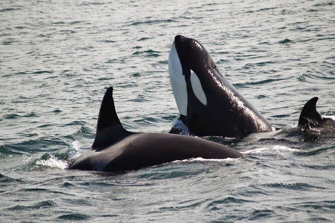 Victoria Shore Excursion: Whale-Watching Cruise with Expert Naturalist Guides - Weather, Comfort, and What to Wear (So You Don’t Rush the Experience)