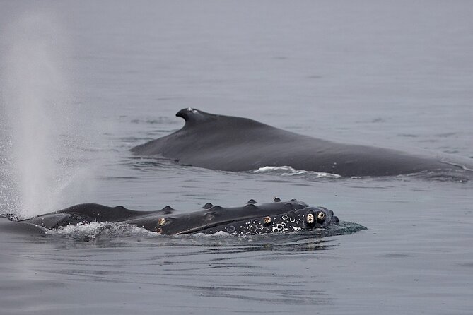Victoria Shore Excursion: Whale-Watching Cruise with Expert Naturalist Guides - Value and Price: Is $133.71 Worth It?