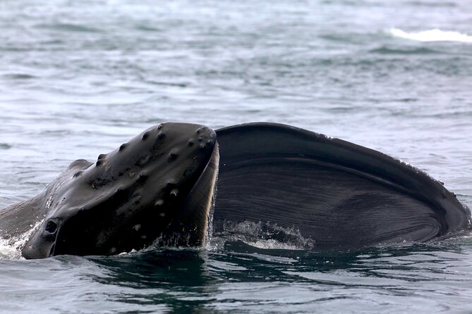 Victoria Shore Excursion: Whale-Watching Cruise with Expert Naturalist Guides - Who This Fits Best (And Who Might Want a Different Style)
