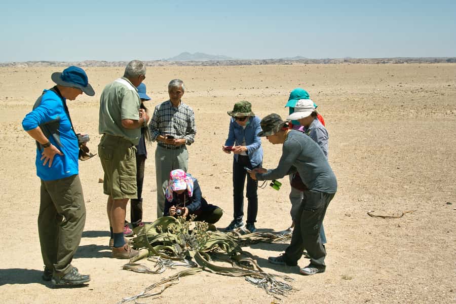 Walvis Bay Shore Excursion: Flamingos, Dune 7, Swakopmund - From Walvis Bay Port to the Lagoon: Flamingos in Thick Numbers