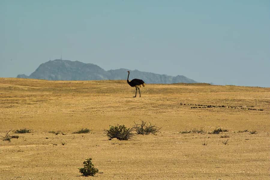 Walvis Bay Shore Excursion: Flamingos, Dune 7, Swakopmund - Goanikontes Oasis Lunch Stop: Budget It, Then Enjoy the Break