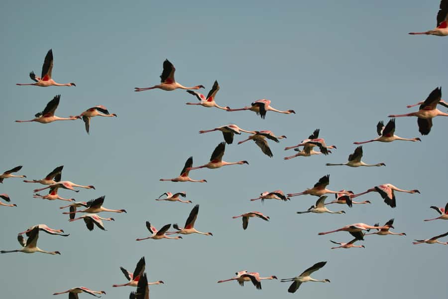 Walvis Bay Shore Excursion: Flamingos, Dune 7, Swakopmund - Swakopmund Old Town After the Drive: Easy Browsing in a German-Style City