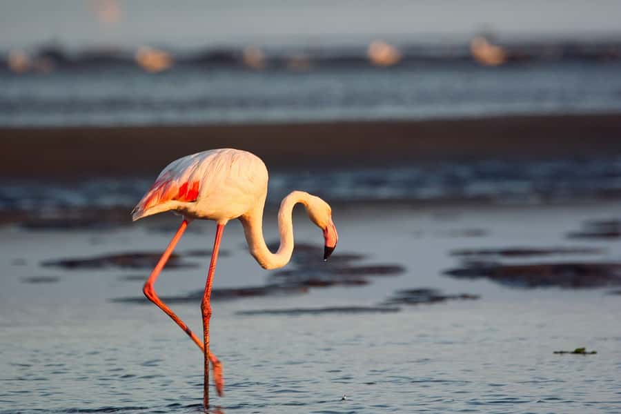 Walvis Bay Shore Excursion: Flamingos, Dune 7, Swakopmund - Price and Value: What You’re Really Paying for at $200