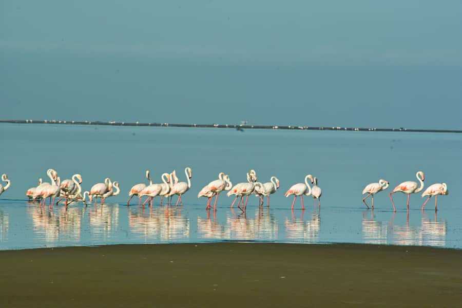 Walvis Bay Shore Excursion: Flamingos, Dune 7, Swakopmund - Practical Stuff That Can Make or Break Your Day
