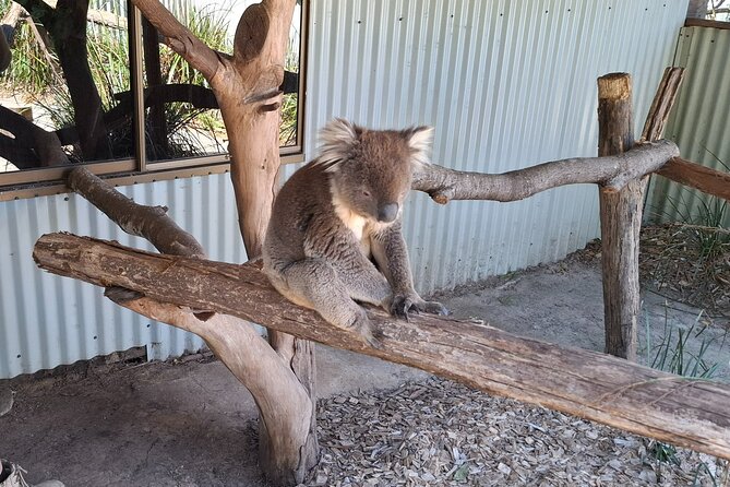 Wings Wildlife Park Shuttle, Burnie Shore Excursion - From Wilmot Street to Wings: the drive you’ll actually remember