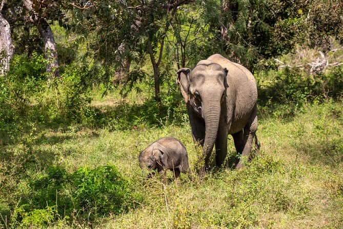 Yala Full Day Safari from Hambantota Port Shore Excursion - From Hambantota Port to Yala National Park: a shore excursion done right