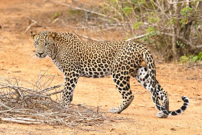 Yala Half Day Safari from Hambantota Port Shore Excursion - Key Highlights You’ll Feel Immediately