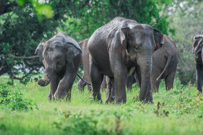 Yala Half Day Safari from Hambantota Port Shore Excursion - Getting There: Hambantota Port Pickup and 4WD Jeep Comfort