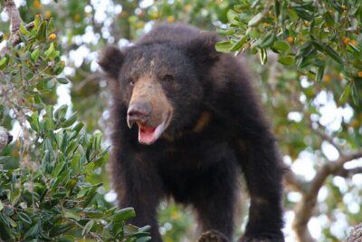 Yala Half Day Safari from Hambantota Port Shore Excursion - The Block 1 Drive: Where Yala’s Wildlife Signs Show Up
