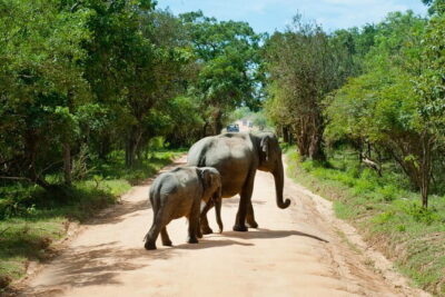 Yala National Park Safari |From Hambantota Port (Shore Excursion) - Wildlife variety vs. realistic safari expectations