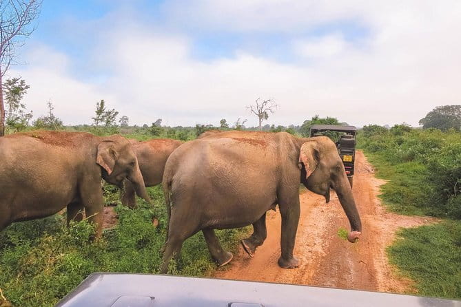 Yala National Park Safari from Hambantota port (Shore Excursion) - Yala National Park Stop: What You’ll See in the 5-Hour Wildlife Block