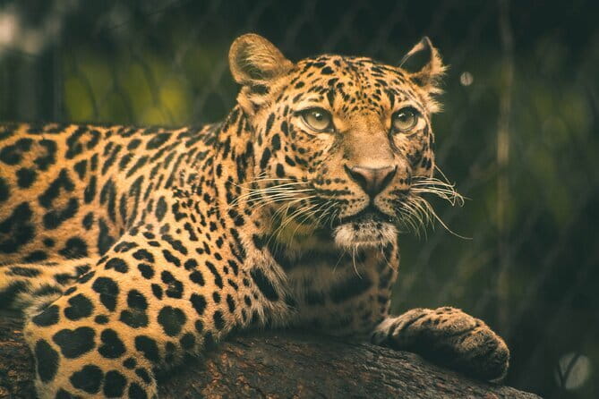 Yala National Park Safari from Hambantota port (Shore Excursion) - Price and Value: How to Think About the $45 Rate Plus the $40 Park Ticket