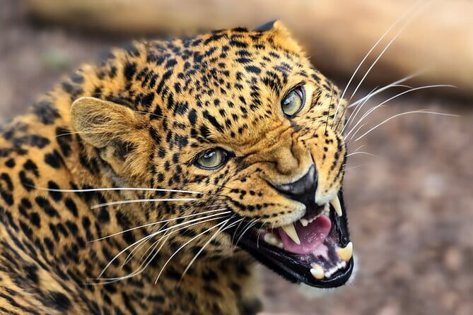 Yala National Park Safari from Hambantota port (Shore Excursion) - Group Size and What That Means for Your Day