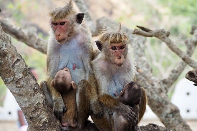 Yala National Park Safari from Hambantota port (Shore Excursion) - Should You Book This Yala Safari from Hambantota Port?