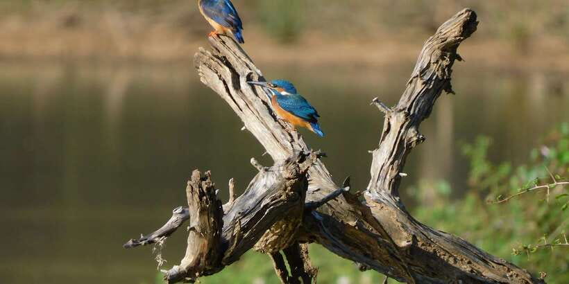 Yala Safari Tour from Hambantota Port area (Shore Excursion) - Key things to know before you go