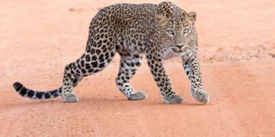 Yala Safari Tour from Hambantota Port area (Shore Excursion) - Meeting your guide at Hambantota Port (and not playing phone-lantern)