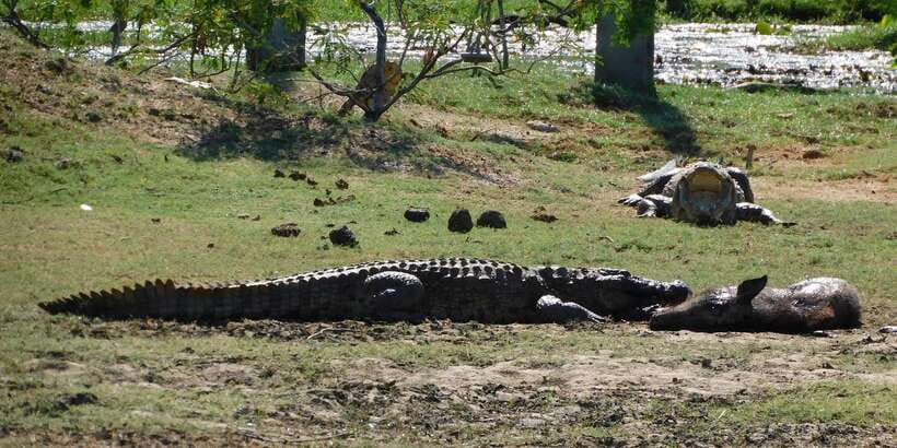 Yala Safari Tour from Hambantota Port area (Shore Excursion) - Wildlife odds: elephants, leopards, and the bird show you shouldn’t miss