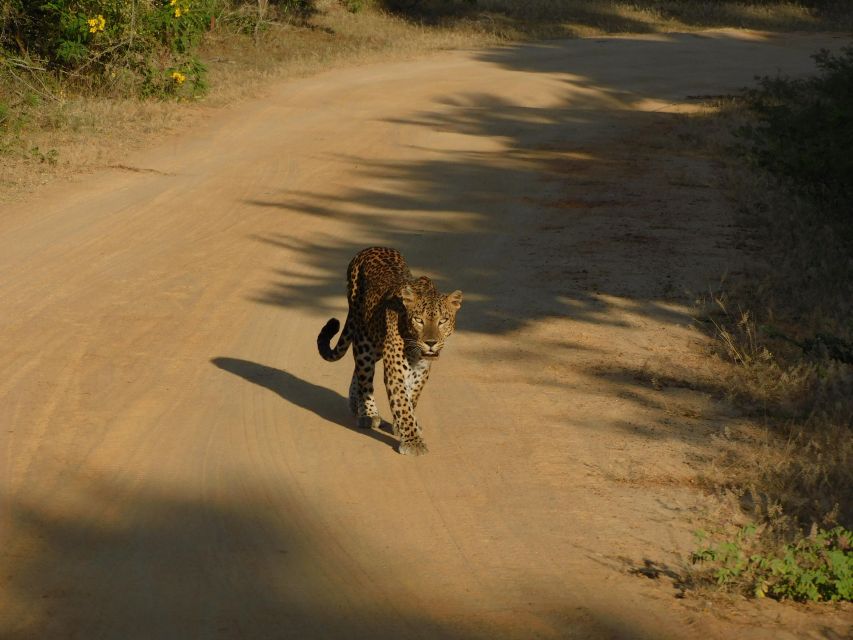 Yala Safari Tour from Hambantota Port area (Shore Excursion) - Safari jeep comfort: what you’ll love, and what to watch