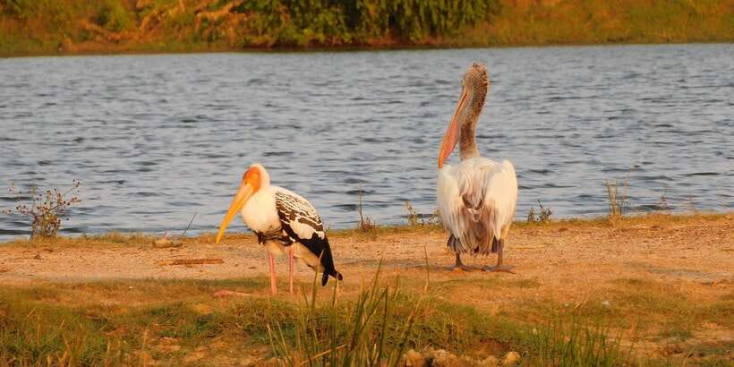 Yala Safari Tour from Hambantota Port area (Shore Excursion) - Real talk on guide quality: what good guiding looks like