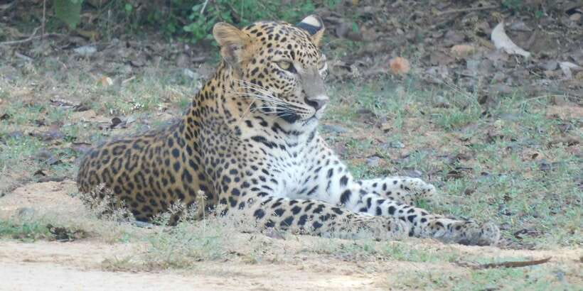 Yala Safari Tour from Hambantota Port area (Shore Excursion) - Who should book this Yala safari from Hambantota?