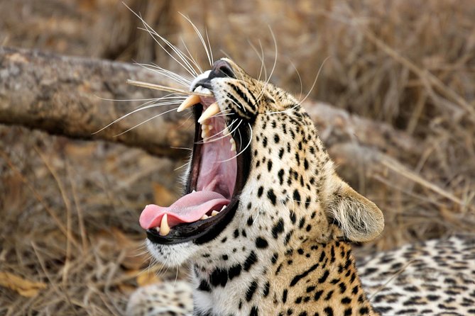 Yala Safari Tour from Hambantota Port (Shore Excursion) - Key Things To Know Before You Go
